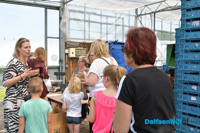 Zelf aardbeien plukken tijdens open dag Tuinderij van der Kolk - Foto: Johan Bokma