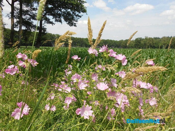 Veel biodiversiteit