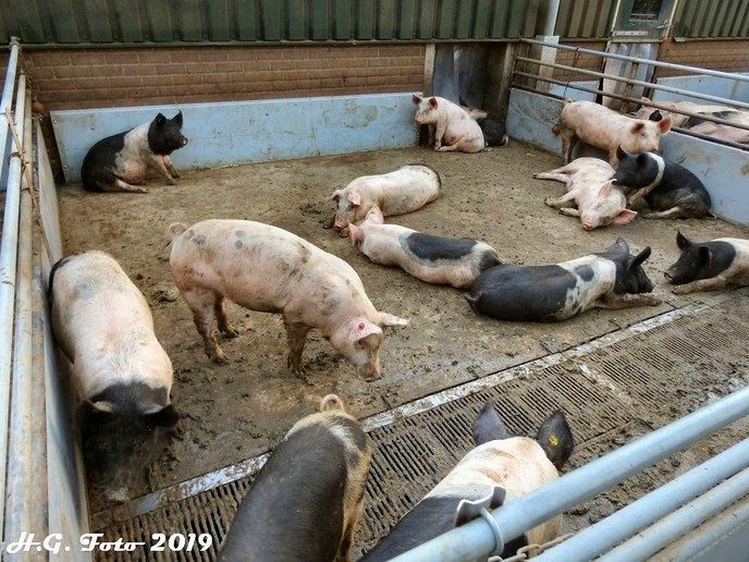 Pigstock Lemele succes.