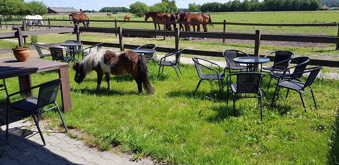 Kijk en doedag bij `t Olde Manegepeerd - Foto: Eigen geleverde foto