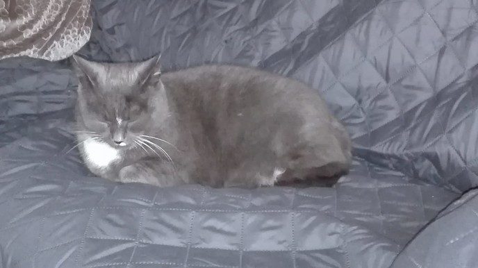Poes weggelopen - Foto: Eigen geleverde foto