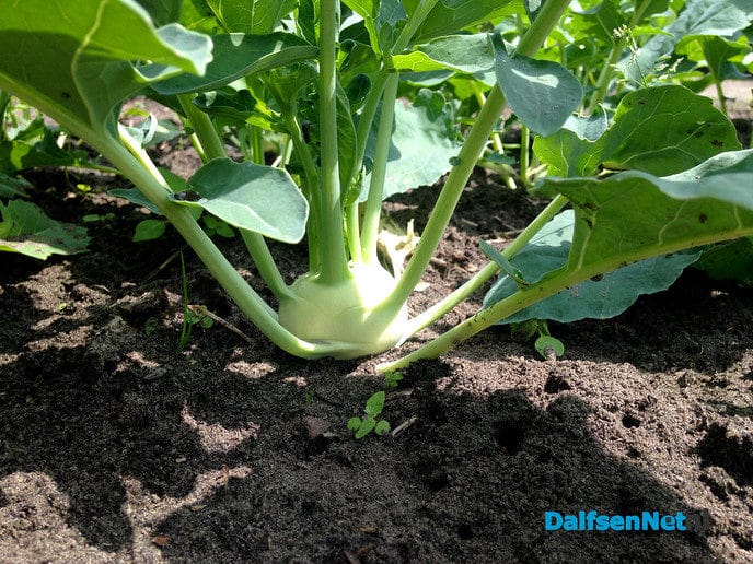 Het zomert op natuurboerderij Lindehoeve - Foto: Ingezonden foto