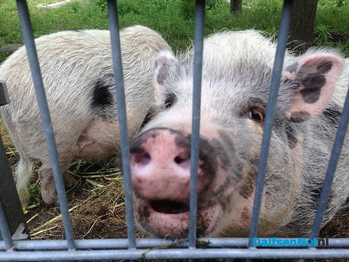 Het zomert op natuurboerderij Lindehoeve - Foto: Ingezonden foto