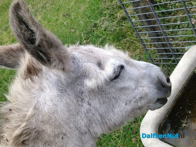 Het zomert op natuurboerderij Lindehoeve - Foto: Ingezonden foto