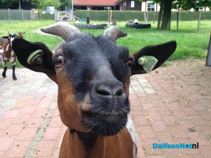 Het zomert op natuurboerderij Lindehoeve - Foto: Ingezonden foto