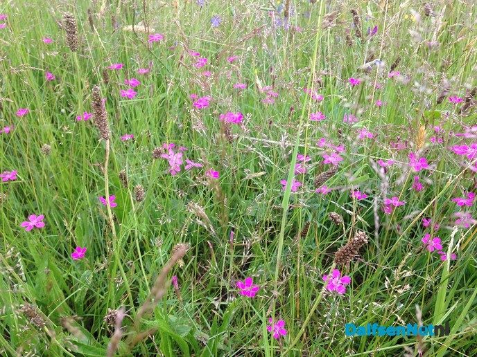 Orchideeën in de wadi langs de Rondweg - Foto: Ingezonden foto
