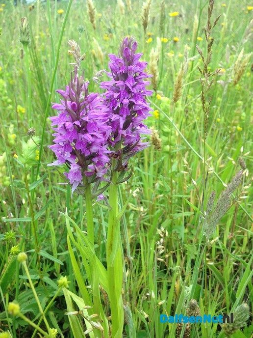 Orchideeën in de wadi langs de Rondweg - Foto: Ingezonden foto