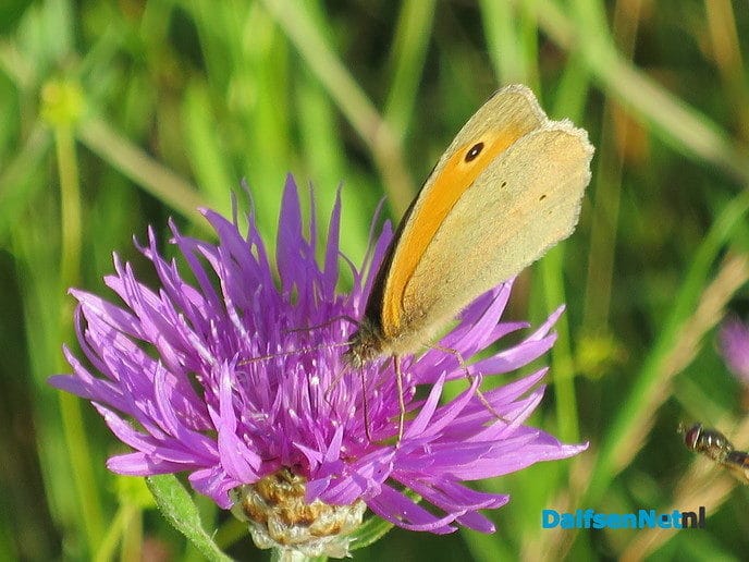 Nieuw groenbeleid een rijkdom voor de natuur - Foto: Wim