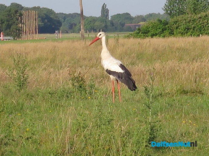 Nieuw groenbeleid een rijkdom voor de natuur - Foto: Wim