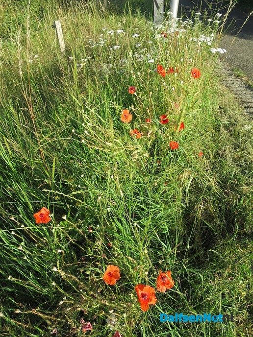 Nieuw groenbeleid een rijkdom voor de natuur - Foto: Wim