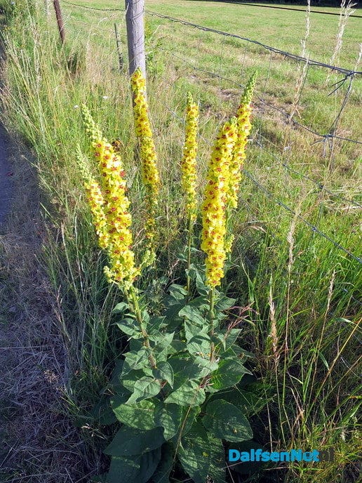 Nieuw groenbeleid een rijkdom voor de natuur - Foto: Wim