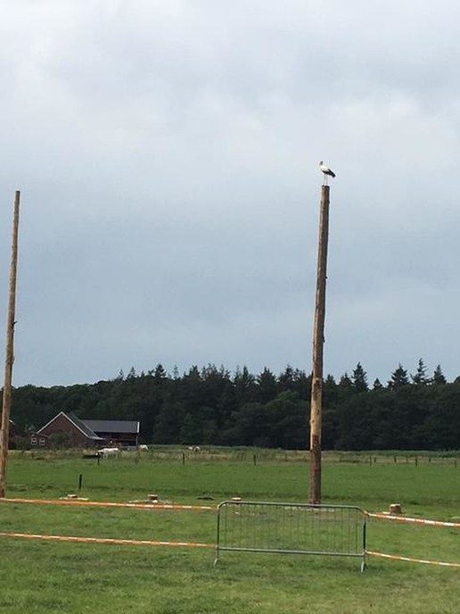 Officiële NK- en EK-wedstrijd stilgelegd vanwege ooievaar - Foto: Ingezonden foto