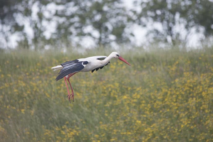 Steeds meer ooievaars - Foto: Ingezonden foto
