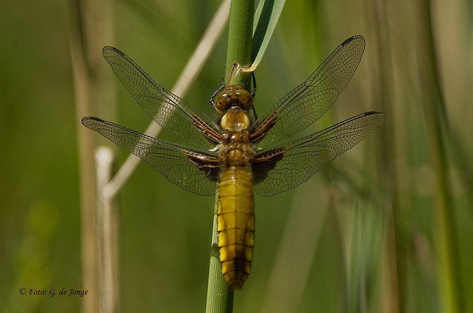 Op zoek naar insecten met IVN Zwolle - Foto: Eigen geleverde foto
