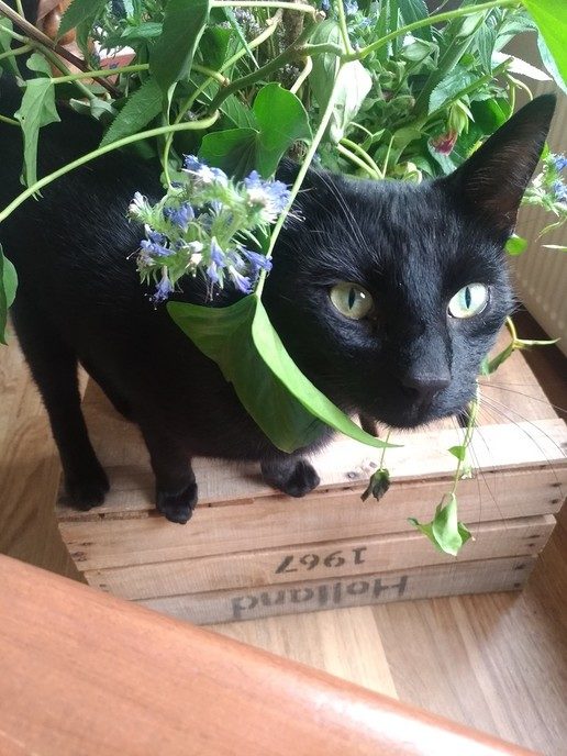  Zwarte kat vermist - Foto: Eigen geleverde foto