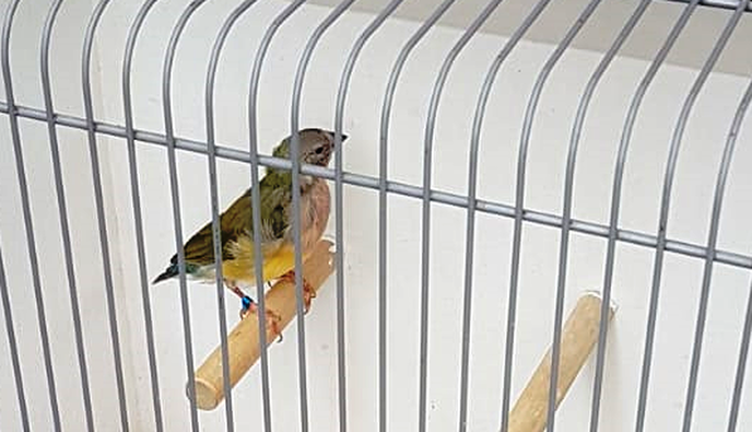 Vogel gevonden op de Gerner Marke - Foto: Eigen geleverde foto