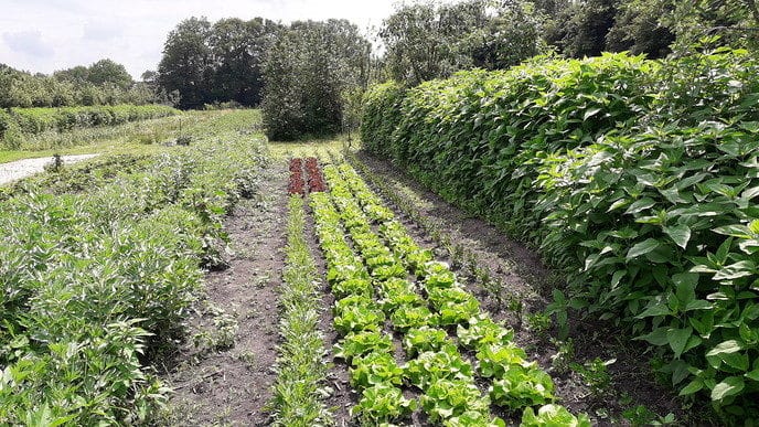 Nu bij Decohof elke zaterdag pluk de dag! - Foto: Eigen geleverde foto