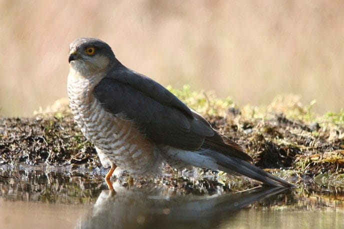 Sperwer in bad - Foto: Eigen geleverde foto