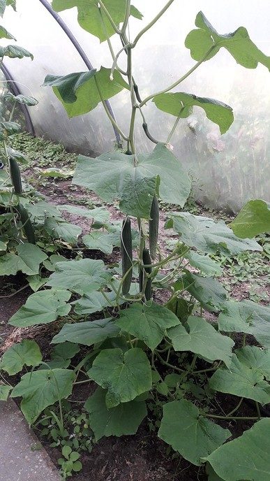 Nu bij Decohof elke zaterdag pluk de dag! - Foto: Eigen geleverde foto