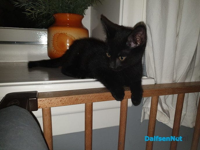Zwart poesje vermist - Foto: Ingezonden foto