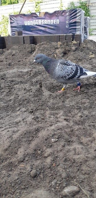 Wie is duif kwijt? Opgelost - Foto: Eigen geleverde foto