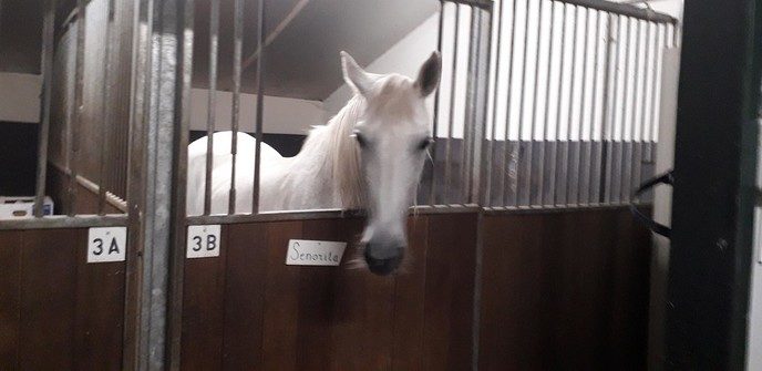 Extra hulp gevraagd voor Stichting Olde Manegepeerd ivm uitval Rika - Foto: Eigen geleverde foto