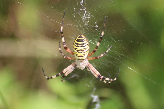 Veel tijgerspinnen - Foto: Eigen geleverde foto