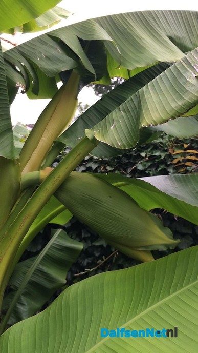 Bananenplanten - Foto: Ingezonden foto