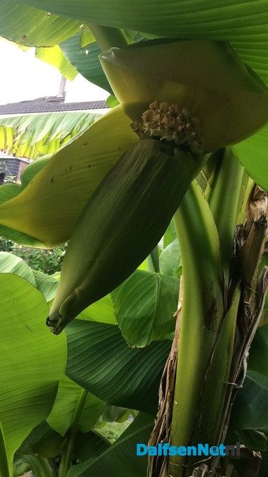 Bananenplanten - Foto: Ingezonden foto