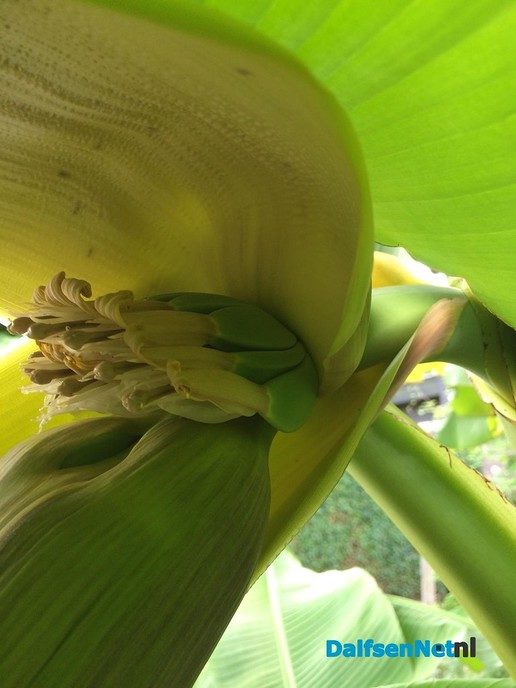 Bananenplanten - Foto: Ingezonden foto