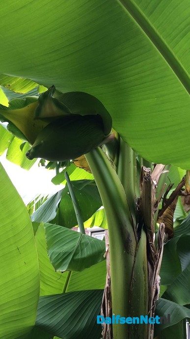 Bananenplanten - Foto: Ingezonden foto
