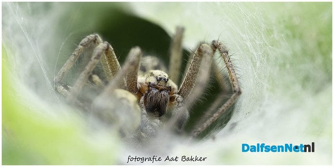 Monster in de heg - Foto: Ingezonden foto