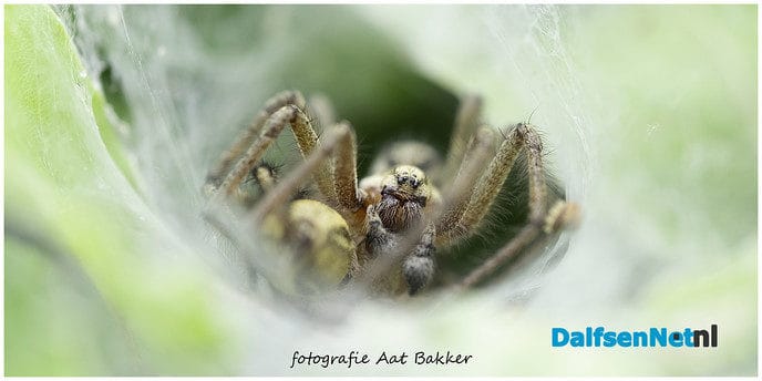 Monster in de heg - Foto: Ingezonden foto