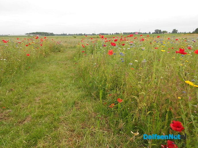 Veldbloemen-park op de Vennenberg