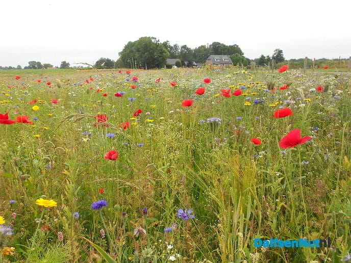 Veldbloemen-park op de Vennenberg