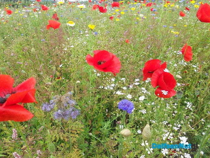 Veldbloemen-park op de Vennenberg