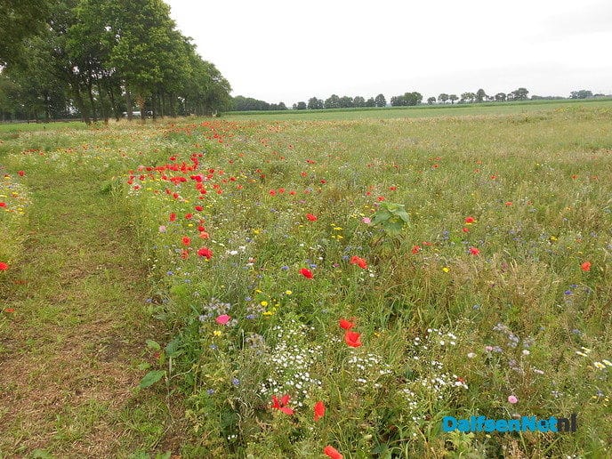 Veldbloemen-park op de Vennenberg