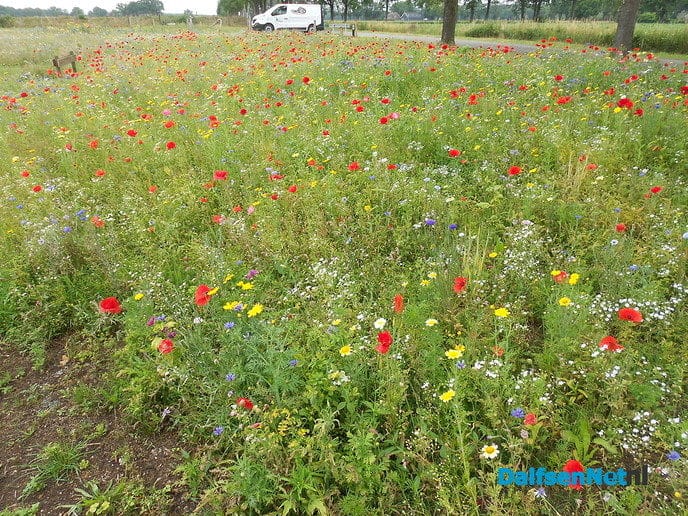 Veldbloemen-park op de Vennenberg