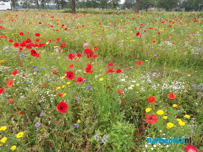 Veldbloemen-park op de Vennenberg