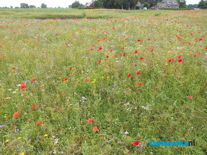Veldbloemen-park op de Vennenberg