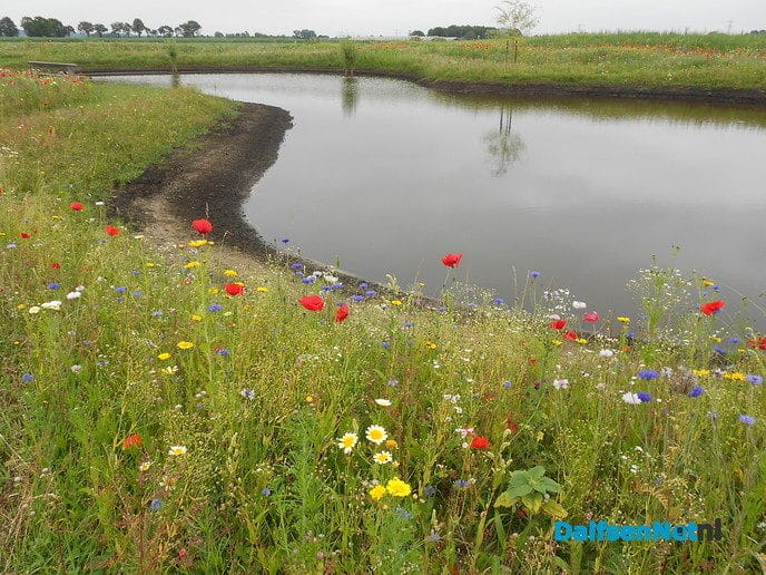 Veldbloemen-park op de Vennenberg