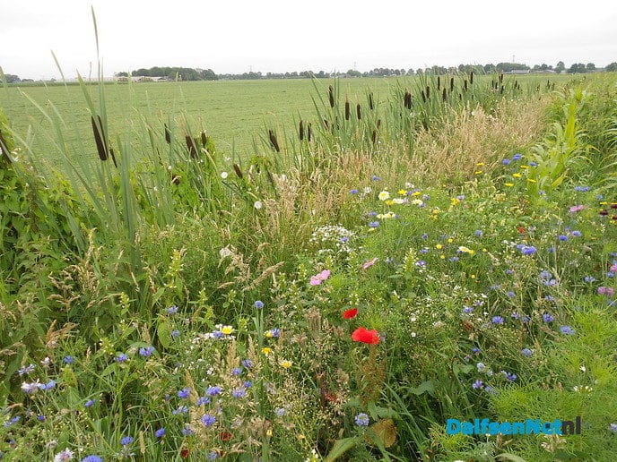 Veldbloemen-park op de Vennenberg