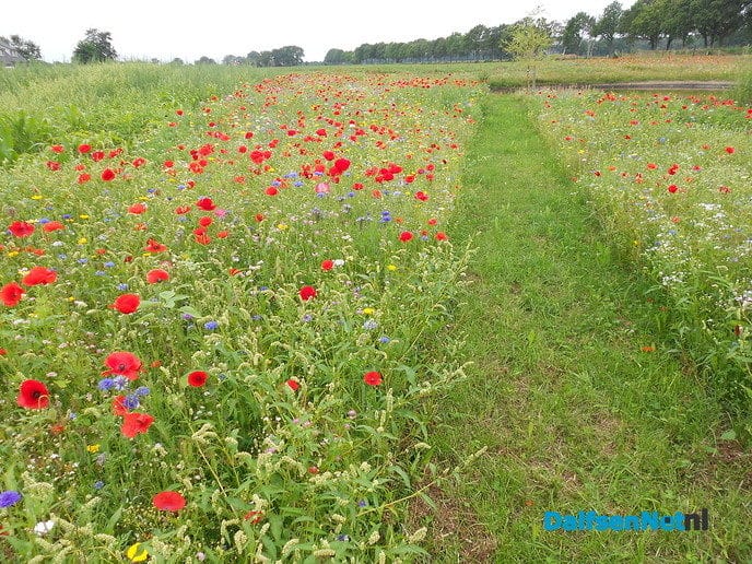 Veldbloemen-park op de Vennenberg