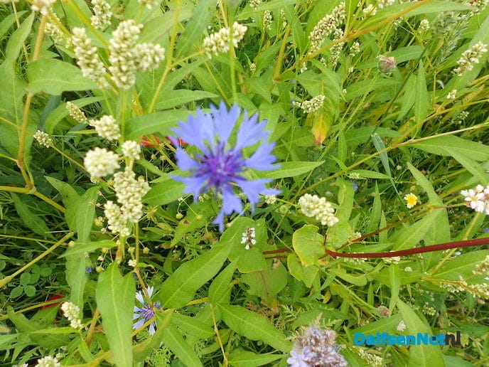 Veldbloemen-park op de Vennenberg