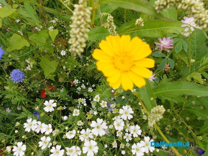 Veldbloemen-park op de Vennenberg