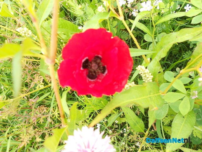 Veldbloemen-park op de Vennenberg