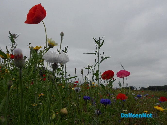 Veldbloemen-park op de Vennenberg