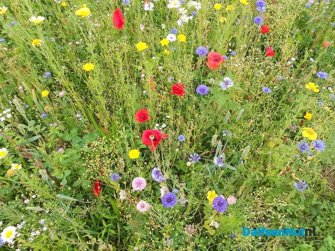 Veldbloemen-park op de Vennenberg