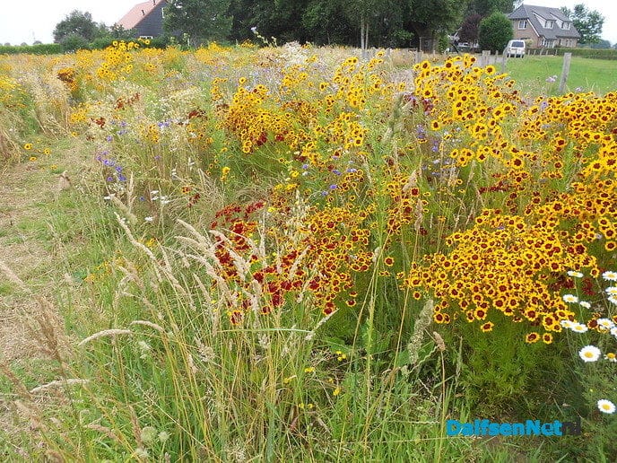 Veldbloemen-park op de Vennenberg