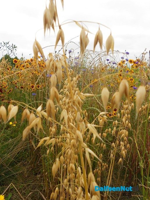 Veldbloemen-park op de Vennenberg